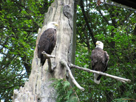 seattlemania4 301.jpg